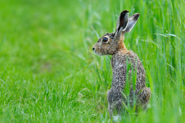 European brown hare (Lepus europaeus) in summer, Germany, Europe