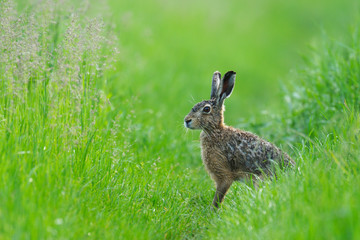 European brown hare, Lepus europaeus, Germany, Europe