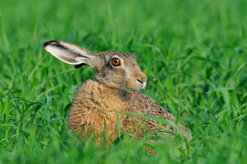 European brown hare, Lepus europaeus, Germany, Europe
