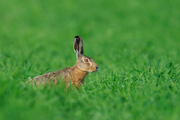 European brown hare in summer, Lepus europaeus, Germany, Europe