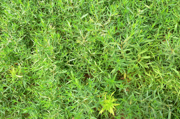 Tarragon or estragon grow in the agricultural greenhouse 