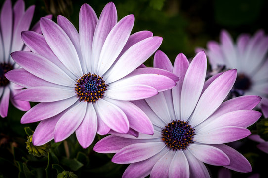 Purple daisies flowers