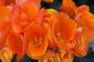 Begonia Semperflorens colorful flower bloom
