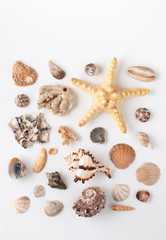 Seashells and corals on white background