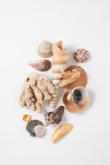 Seashells and corals on white background