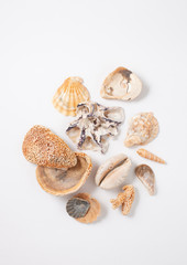 Collection of seashells for jewelry
