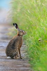 European brown hare in summer, Lepus europaeus, Germany, Europe