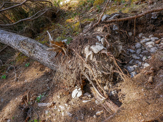 Obraz premium Heavy storm twisting the pine tree roots out of the ground .