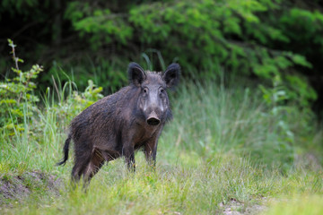 Wild boar (Sus scrofa) in summer, Germany, Europe