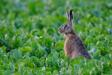 European brown hare (Lepus europaeus) in sugar beet field, Summer, Germany, Europe