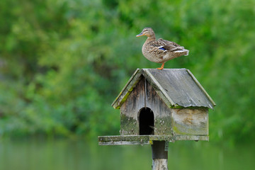 Mallard, Female, Germany, Europe