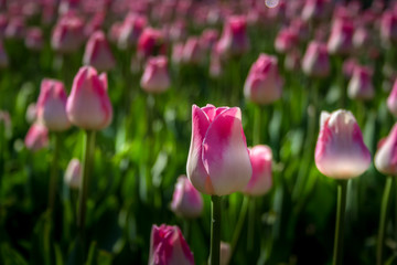 Fototapeta premium Beautiful tulip in the park