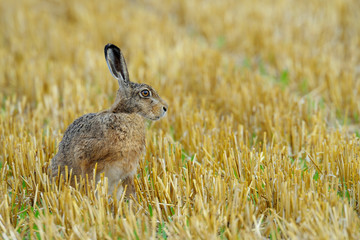 European brown hare on Stubblefield, Germany, Europe
