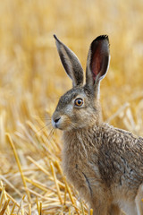 Naklejka na ściany i meble European brown hare on Stubblefield, Germany, Europe