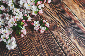 Obraz na płótnie Canvas Sakura blooming on a dark rustic wooden background. Spring background with blossoming apricot branches and cherry branches