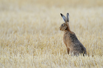 European brown hare on Stubblefield, Germany, Europe