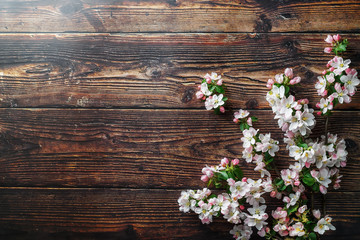 Sakura blooming on a dark rustic wooden background. Spring background with blossoming apricot...