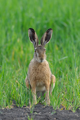 European brown hare in summer, Germany, Europe