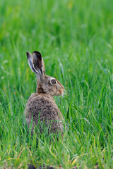 European brown hare in summer, Germany, Europe