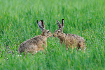 European brown hares in summer, Germany, Europe