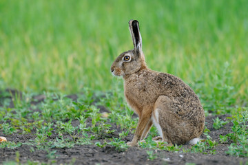 European brown hare in summer, Germany, Europe