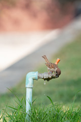 Little bird eating drops of water from the faucet.