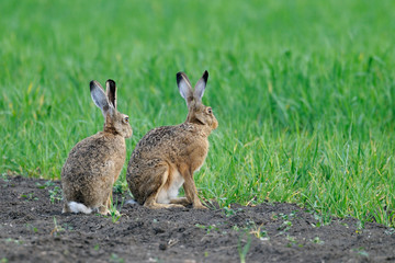 European brown hares in springtime, Germany, Europe