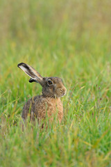 European brown hare in summer, Germany, Europe