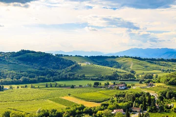 Foto op Canvas The beautiful vineyard of Collio, Friuli Venezia-Giulia, Italy © zakaz86