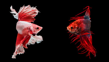 Two betta fish are fighting, Siamese fighting fish on black background