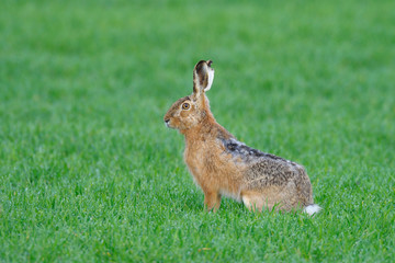 European brown hare in summer, Germany, Europe