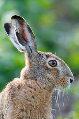 European brown hare in summer, Germany, Europe