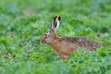 European brown hare in canola field, Germany, Europe