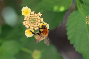 FLOR AMARELA E ROSA E ABELHA