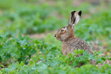 European brown hare in springtime, Germany, Europe