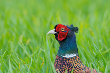 Pheasant in meadow, Phasianus colchicus, Male, Germany, Europe