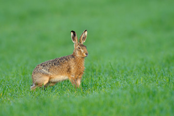 European brown hare in summer, Germany, Europe