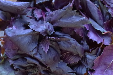 Leaves and bunches of purple basil