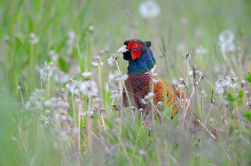 Pheasant, Phasianus colchicus, Male, Germany, Europe