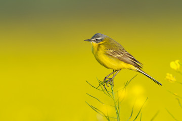Yellow wagtail in canola field, Germany, Europe