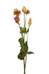 Dry plant with leaves and several flowers on white