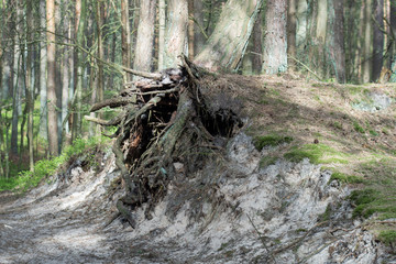 Freiliegendes Wurzelwerk eines Baumes durch Erosion im Boden