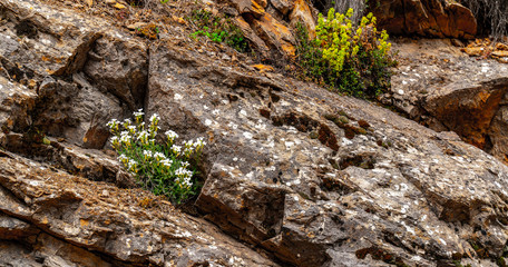 Blooming spring flowers on the rocks in mountains.