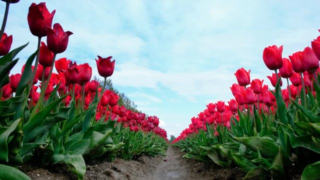 Red tulips growing in a field during springtime in Holland. Low angle view with the camera sliding along the tulips