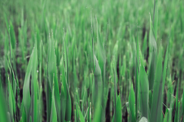 Green leaves, tropical plant growing in wild. Close up. Pattern, texture, background