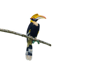 Great hornbill on on the White Blackground