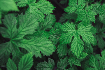 stinging nettle leaves as background. Beautiful texture of nettle. Top view. Copy space. Can use as banner