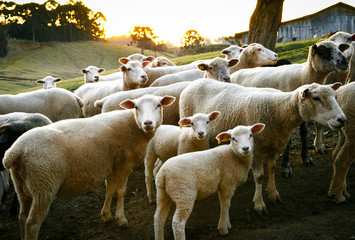 Obraz premium Herd of sheep