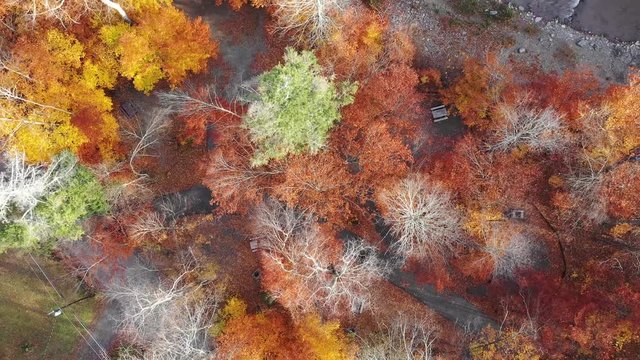 Upstate Fall Trees
