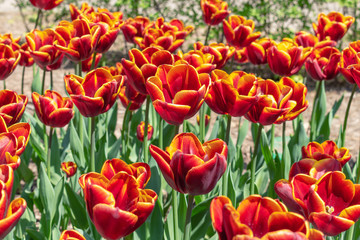 Colorful orange coral pink tulips fresh flowers at a blurry soft focus background close up bokeh